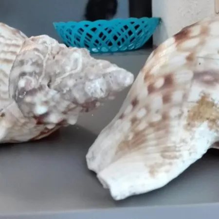 Arrifana View Flat - 2km Arrifana * アルジェズール