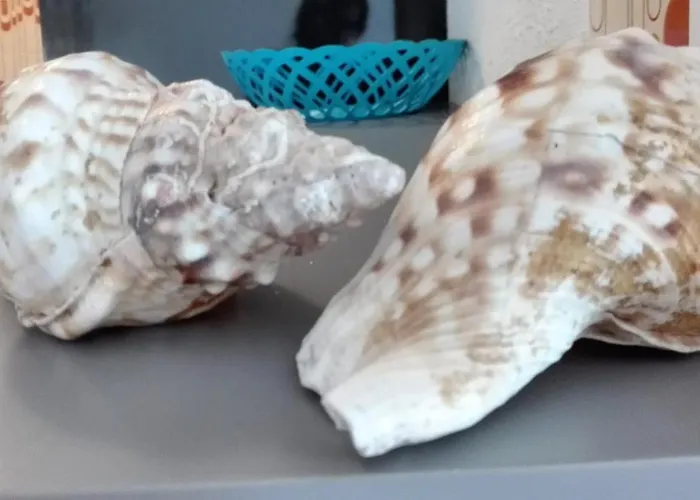 Arrifana View Flat - 2km Arrifana * アルジェズール